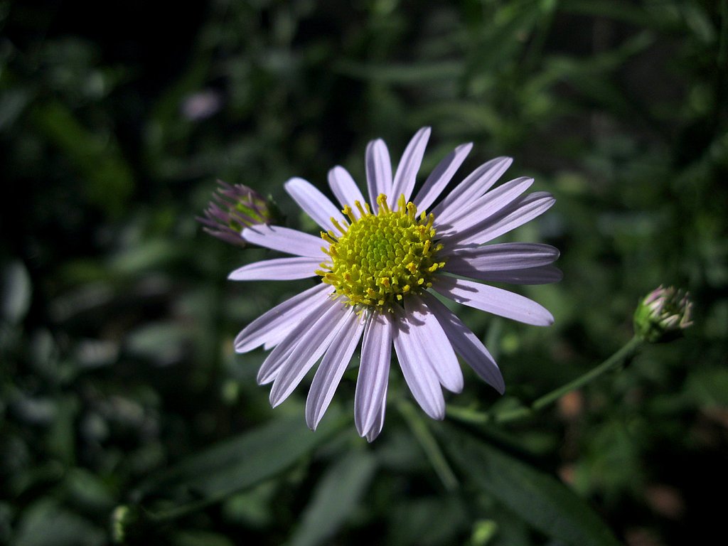 紫苑の花
