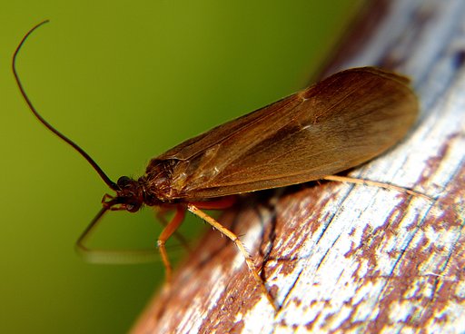 some insect