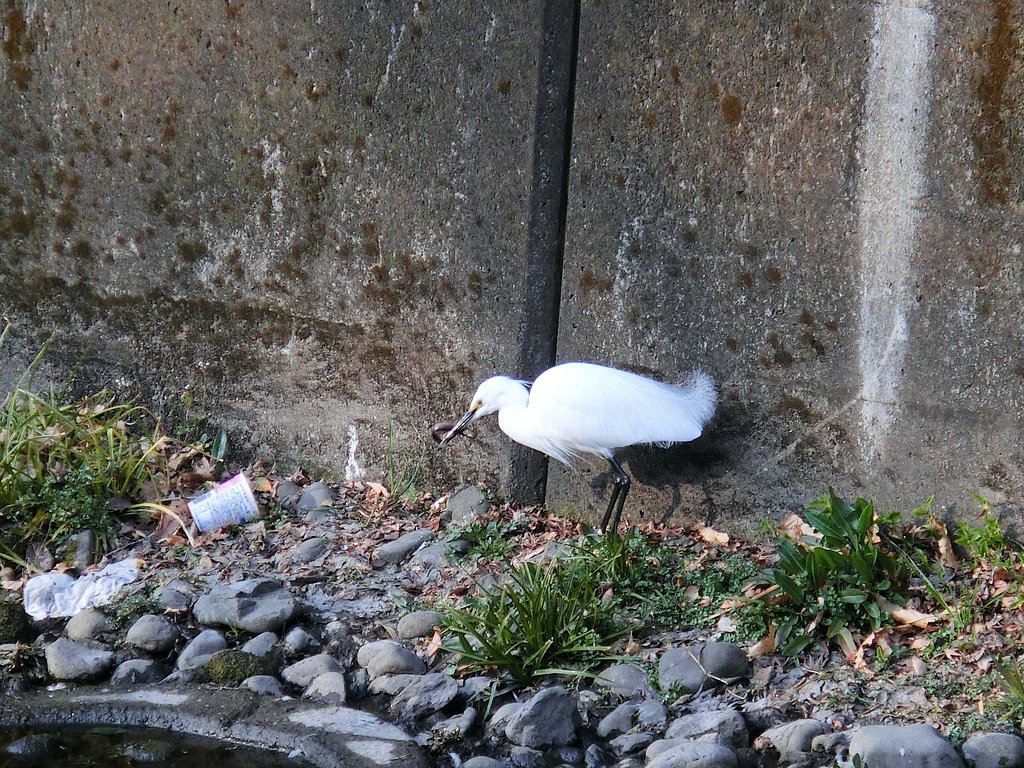 御馳走