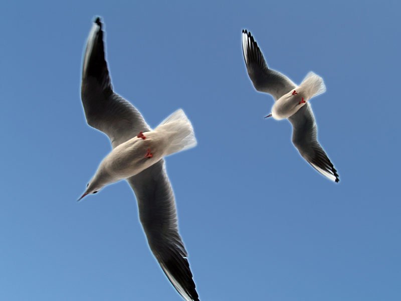 海鳥