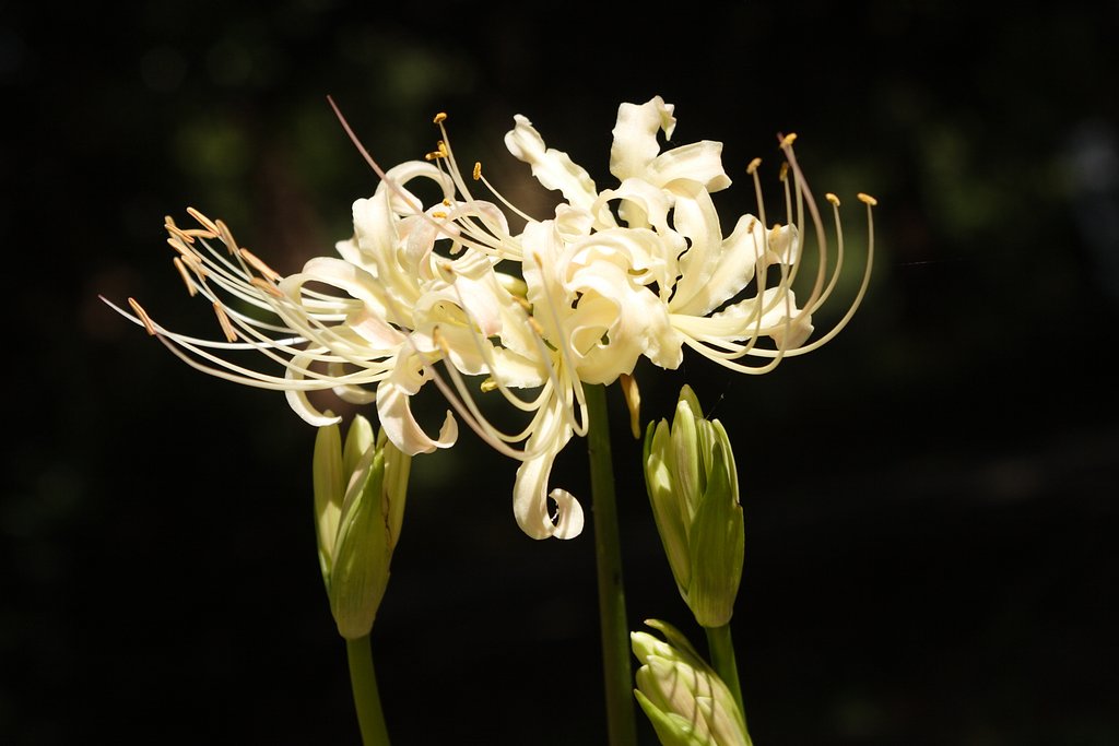白曼珠沙華