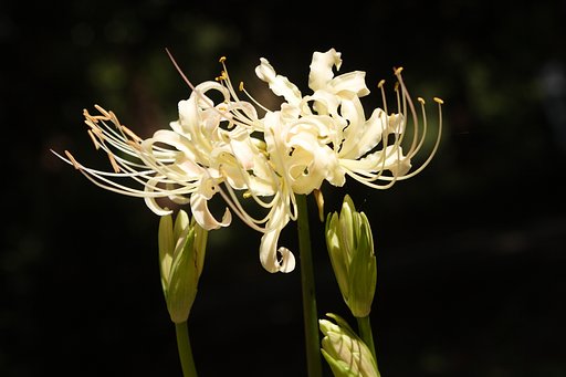 白曼珠沙華