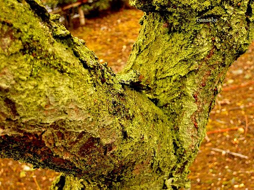 【わびさび】木肌に苔