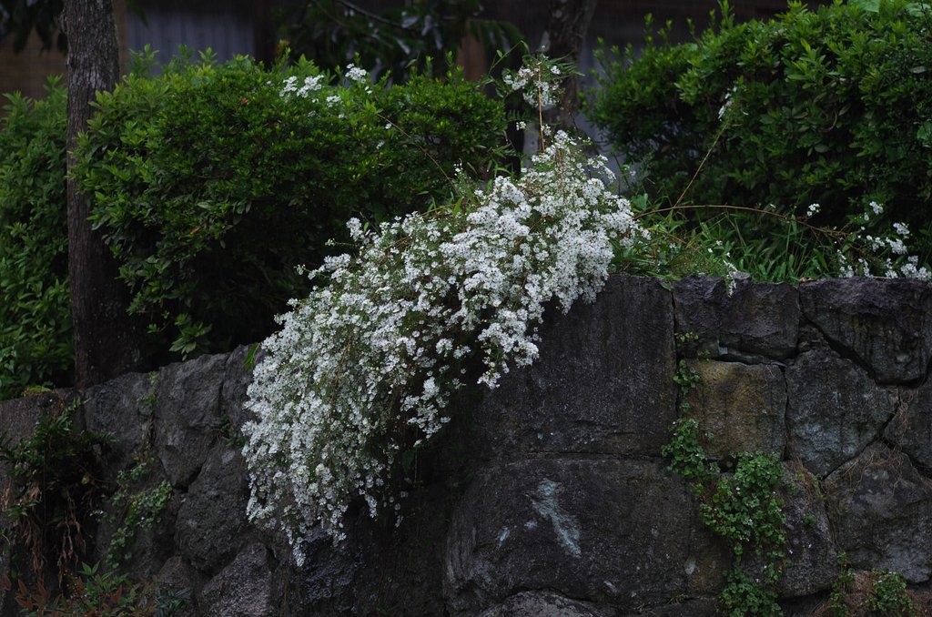 雨の中の小菊。