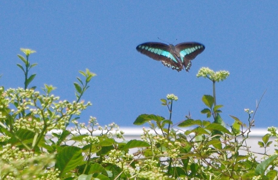 青【空】に、アオスジアゲハ