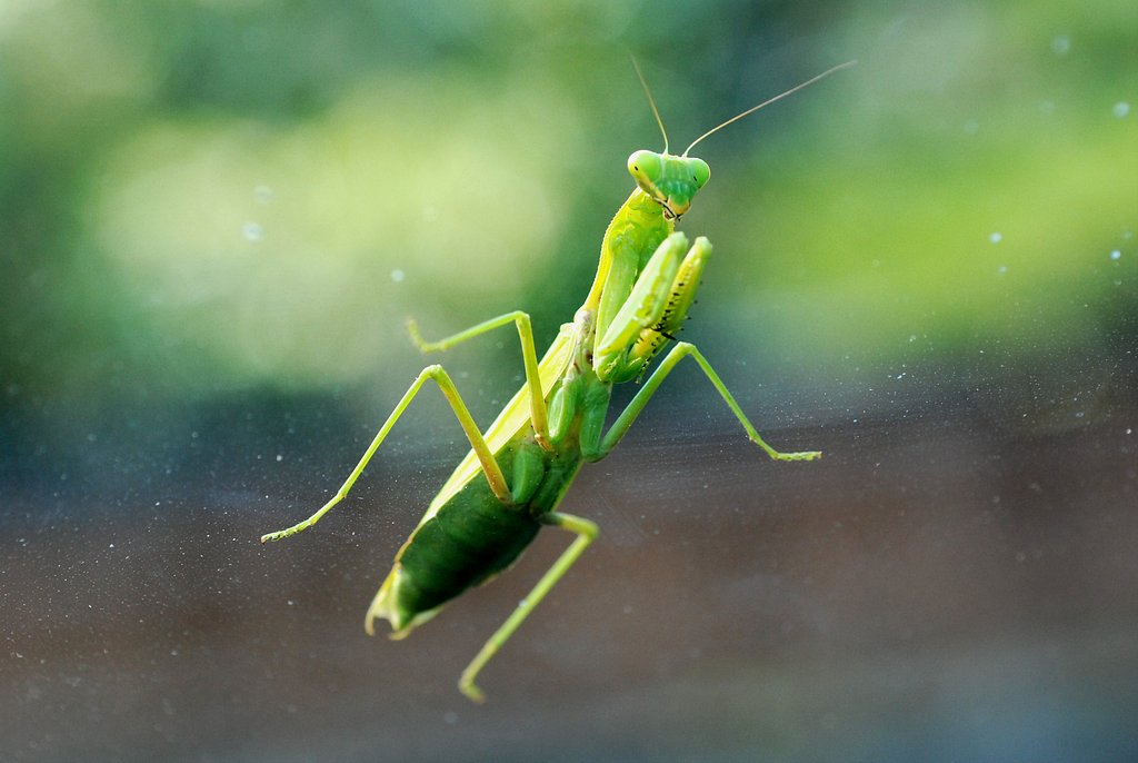 カマキリ