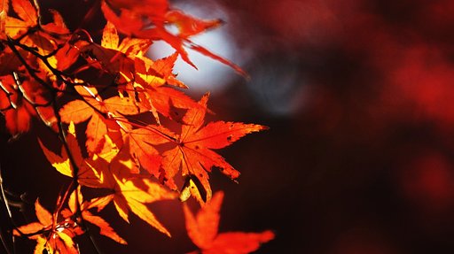 今年最後の紅葉を・・・