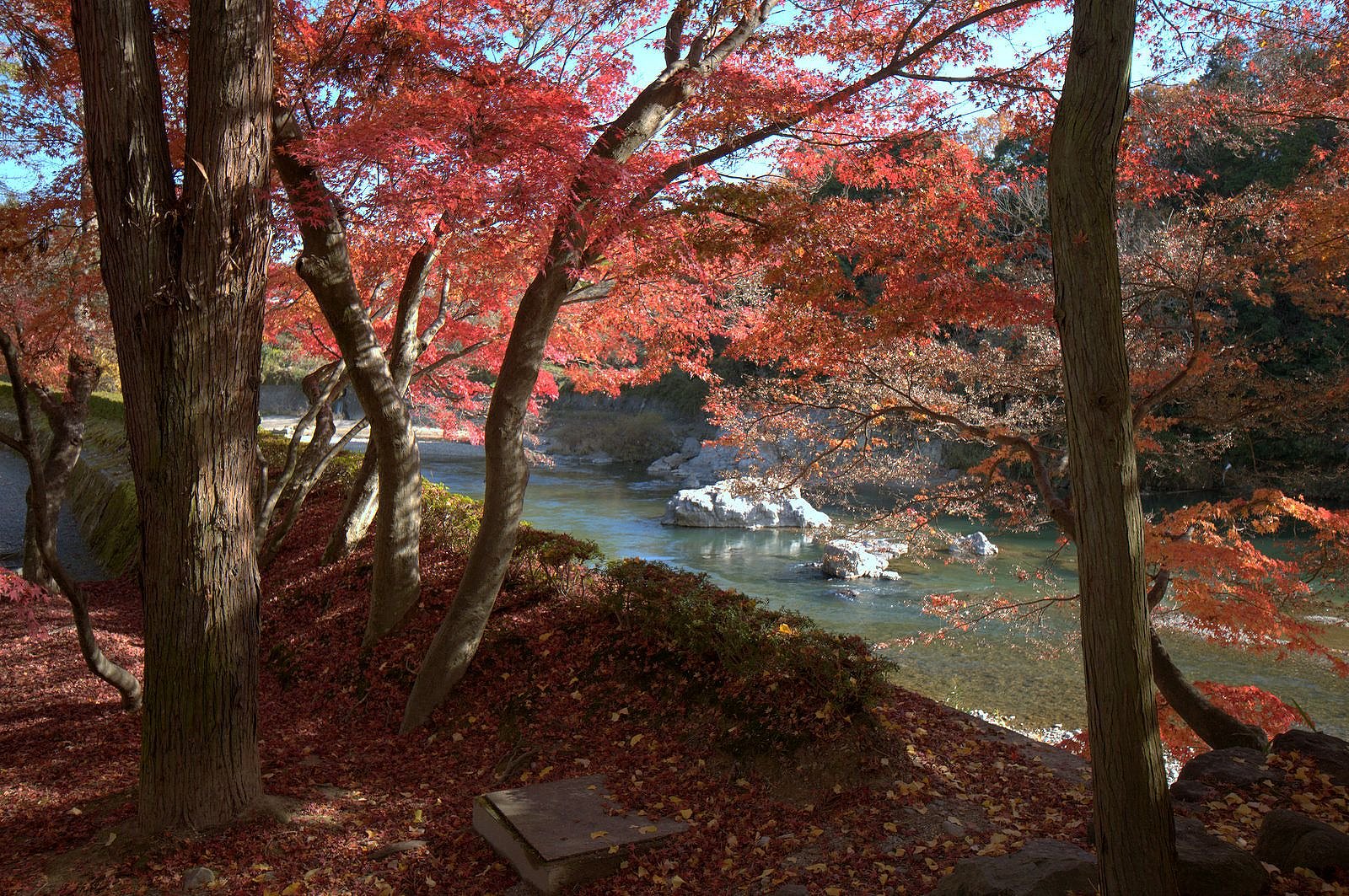 初冬の紅葉