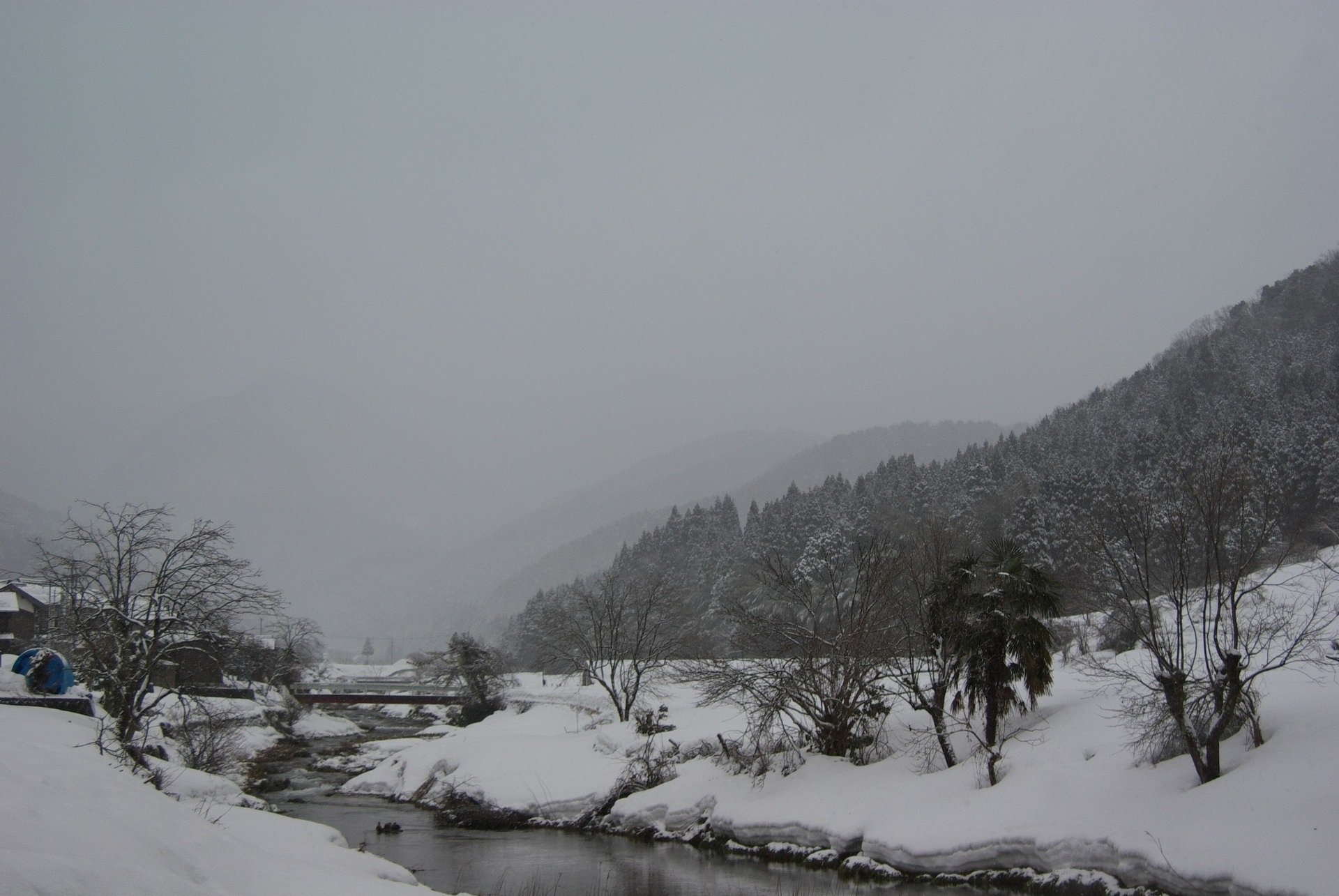 今朝は本格的雪降りに。