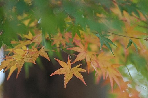 遅目の紅葉