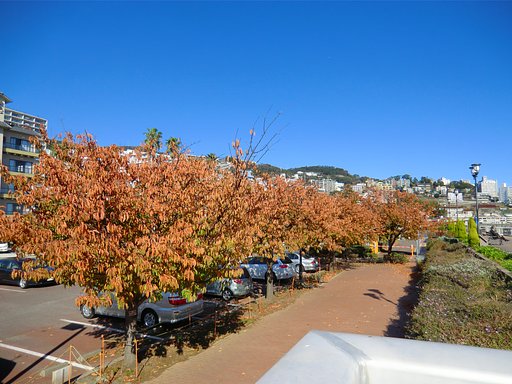 桜紅葉