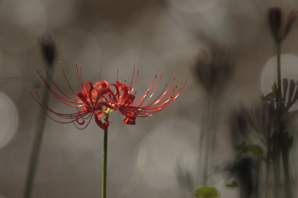 曼珠沙華〜朝日〜