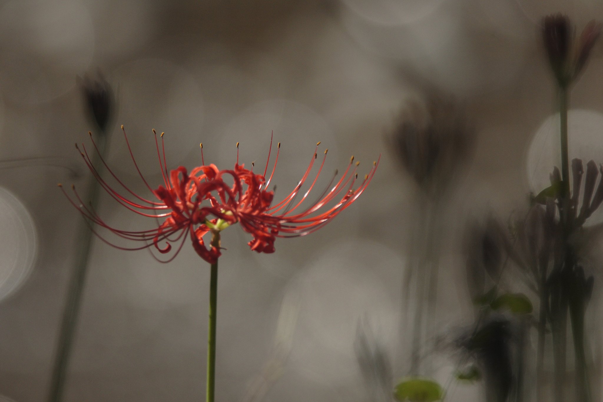 曼珠沙華〜朝日〜