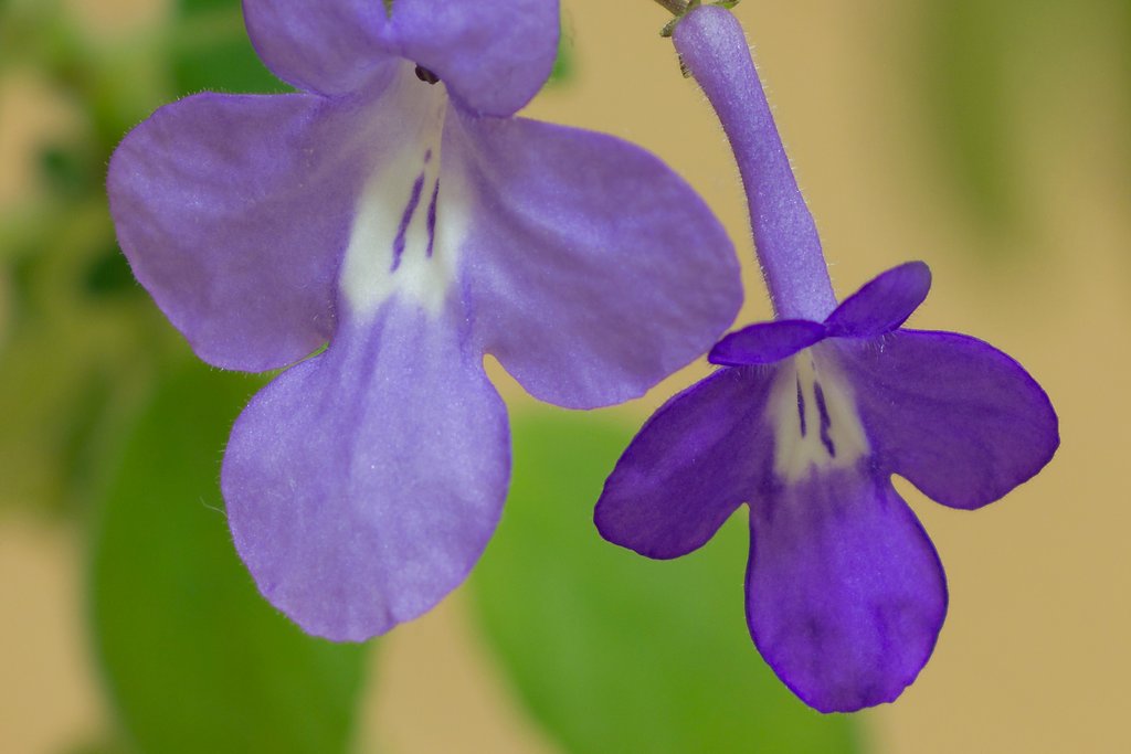 小さな花