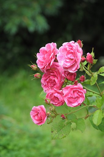 薔薇16