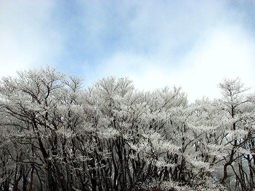 樹氷