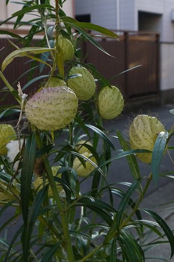 　Ψ　風船唐綿・ふうせんとうわた　Ψ