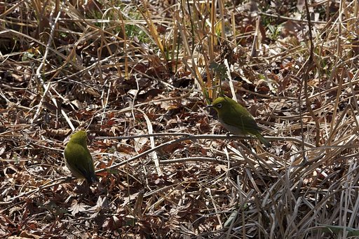 メジロ・２ショット