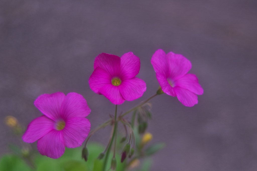 イモ・・・・三兄弟。