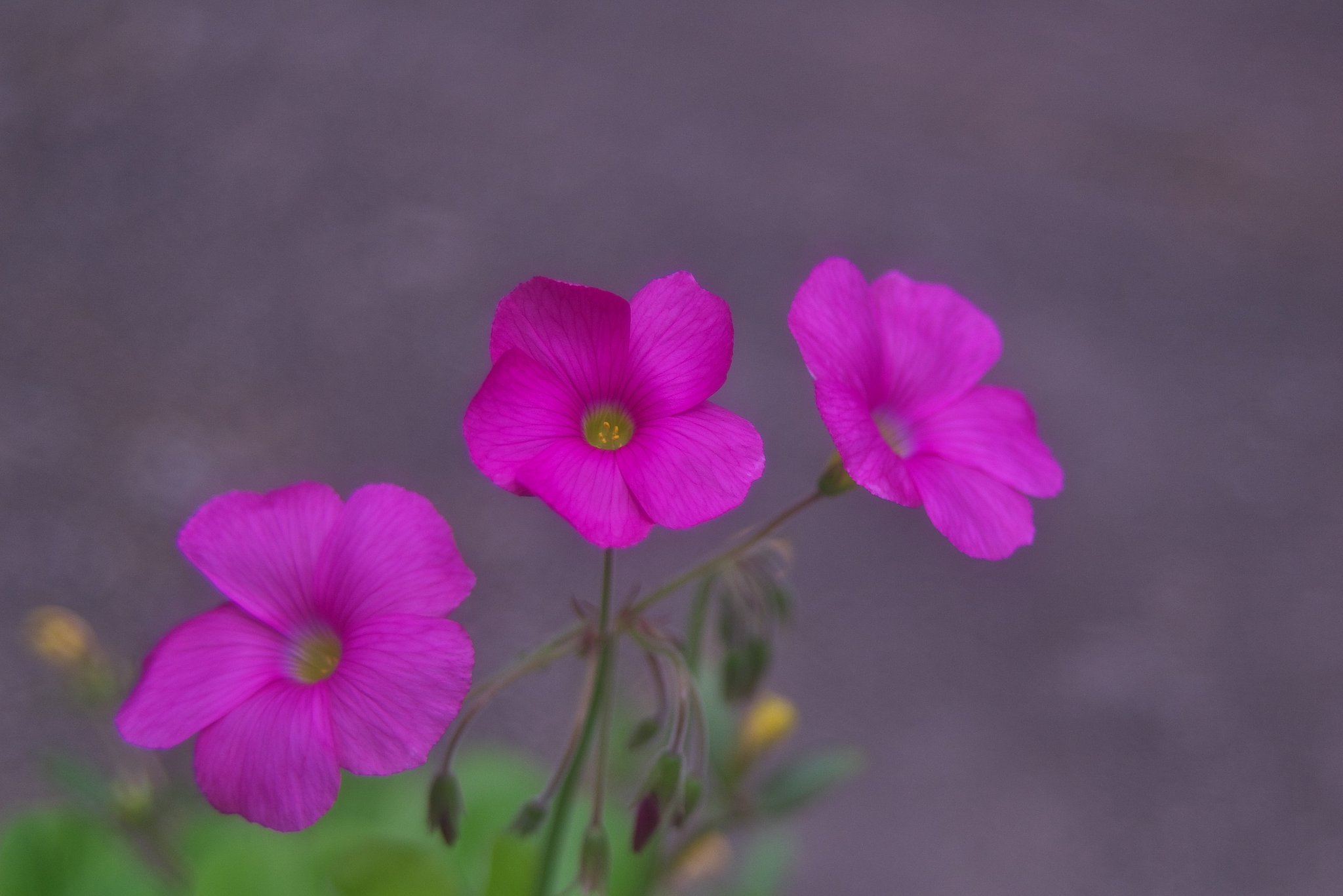イモ・・・・三兄弟。