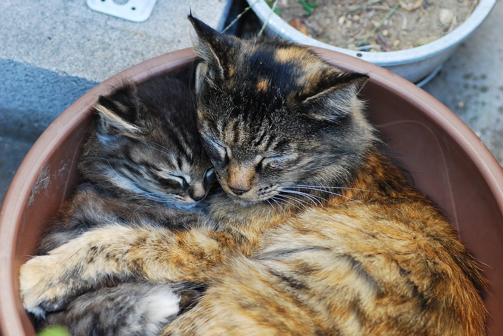 鉢猫