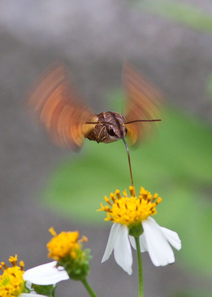 ホウジャク