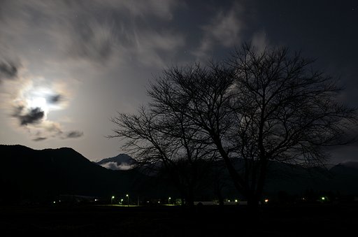 水神の桜