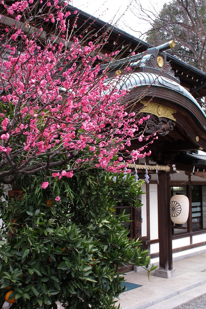 神社にも梅が