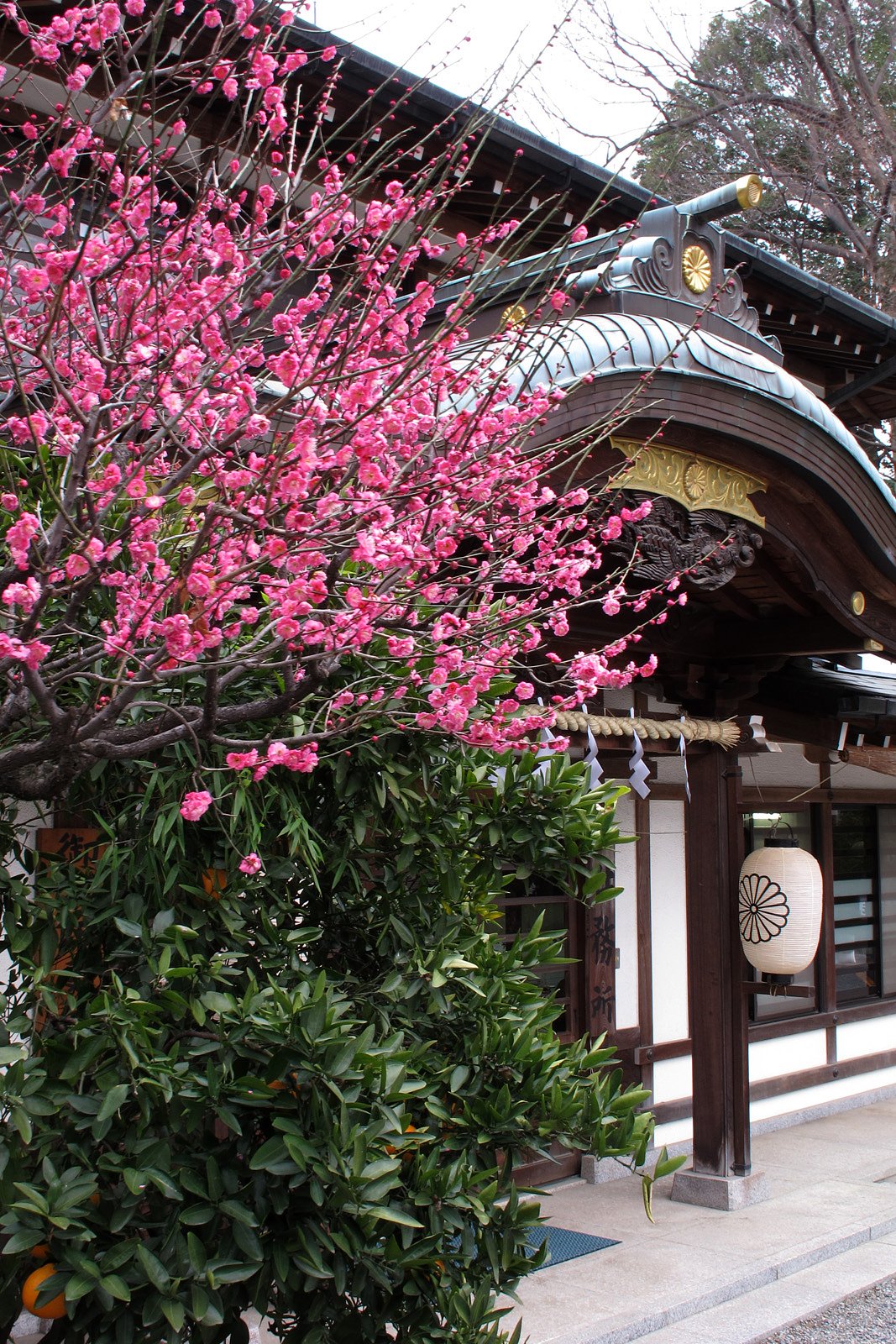 神社にも梅が