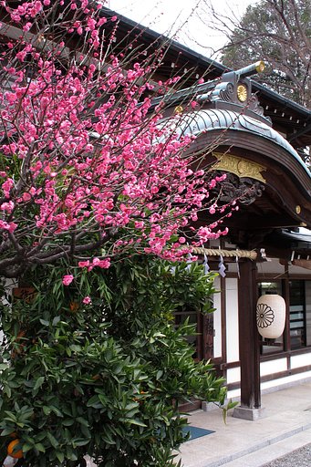 神社にも梅が