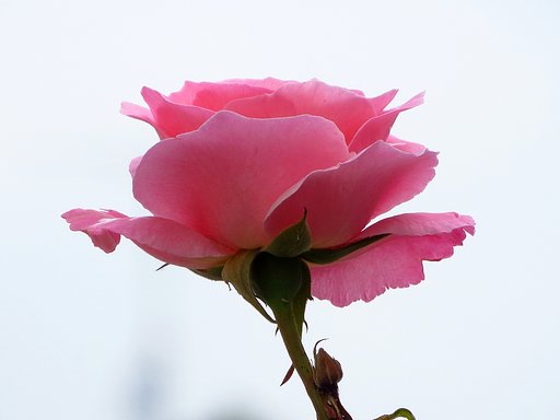四季咲き薔薇