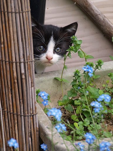 えふいい