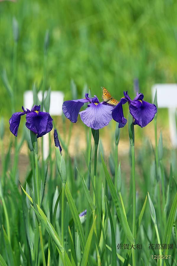 花菖蒲園２