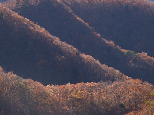 山並の光