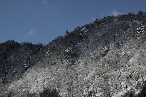 春まだ遠し
