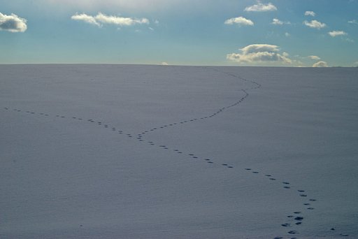 雪面にキタキツネ彷徨う