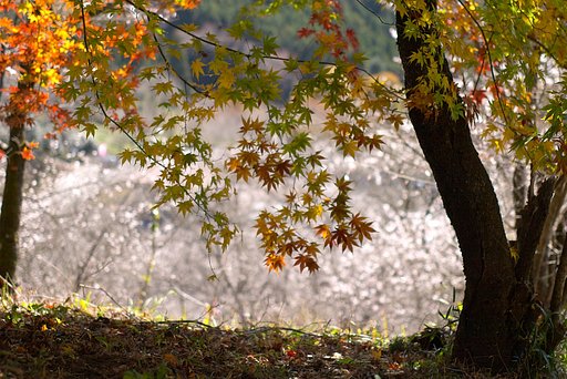 紅葉と冬桜（２）