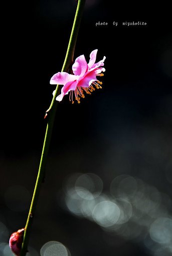 やっと梅が！