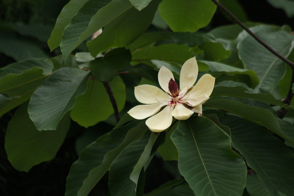 巨木の花ー１