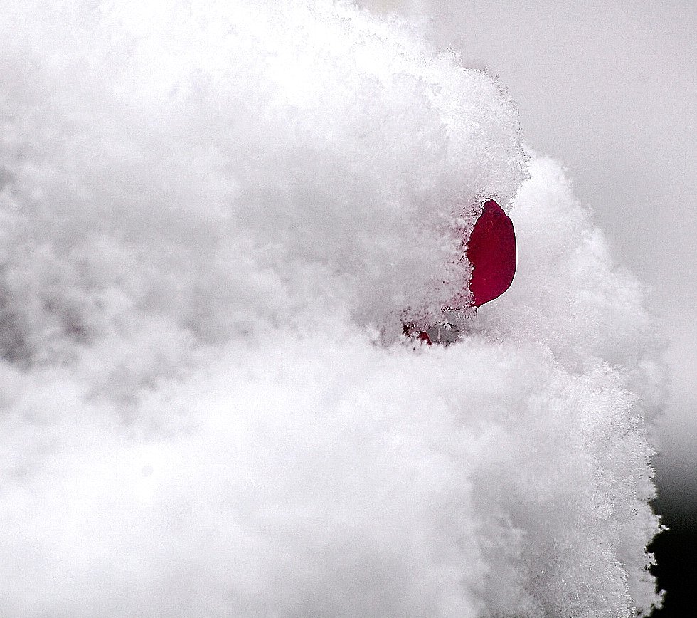 突然の雪、ブルブル〜〜〜〜