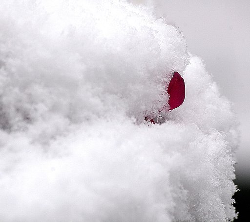突然の雪、ブルブル〜〜〜〜