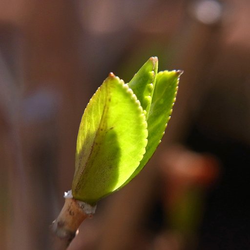 紫陽花
