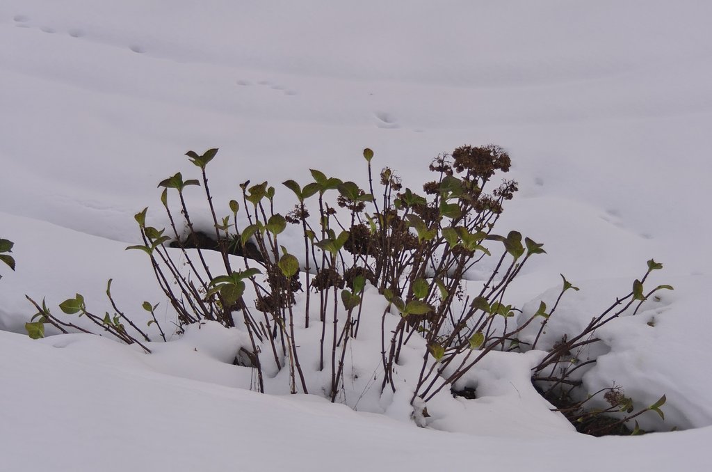 雪の中から顔を・・