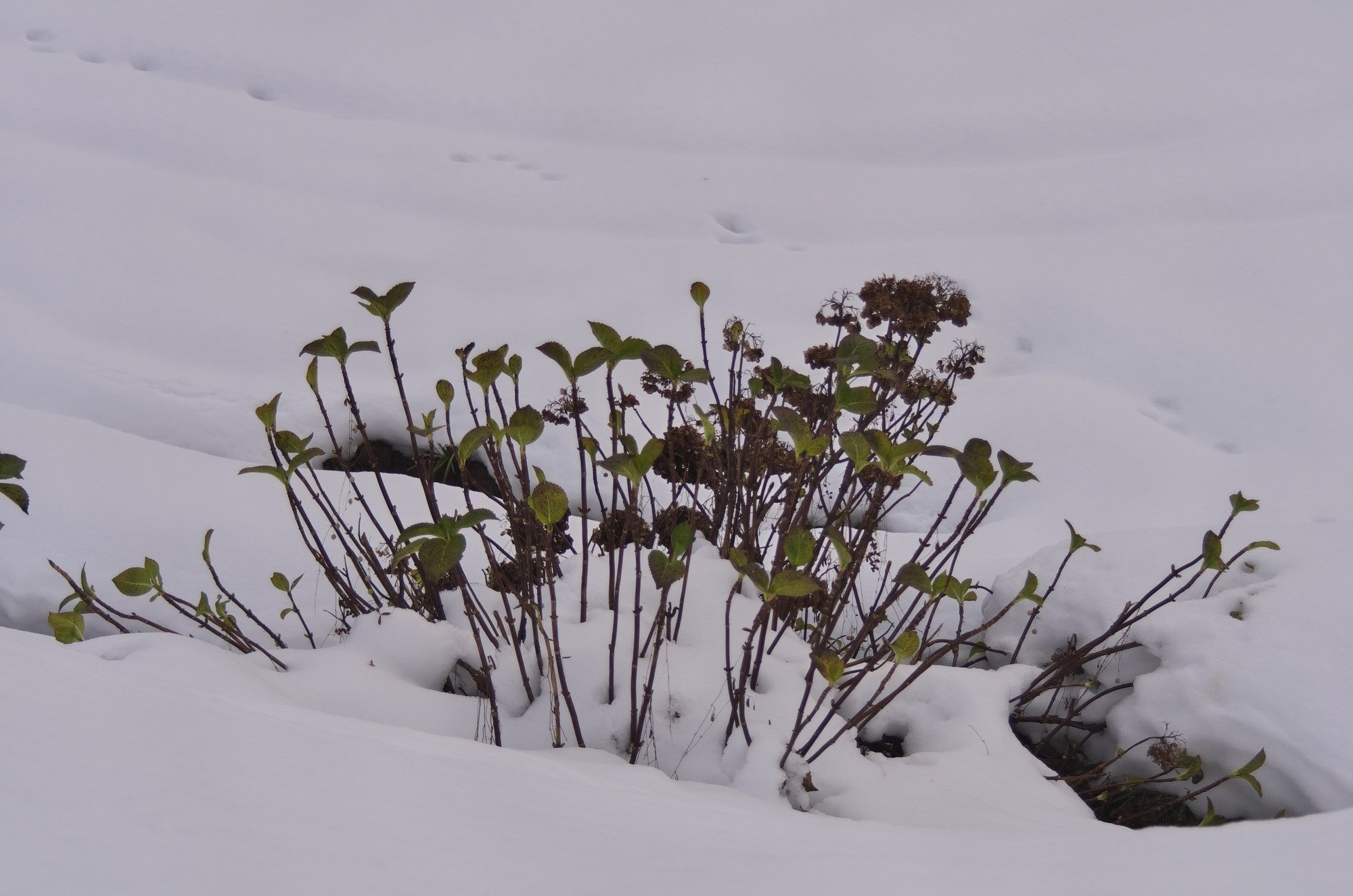 雪の中から顔を・・