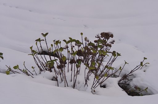 雪の中から顔を・・