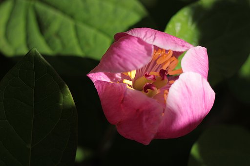 芍薬の花