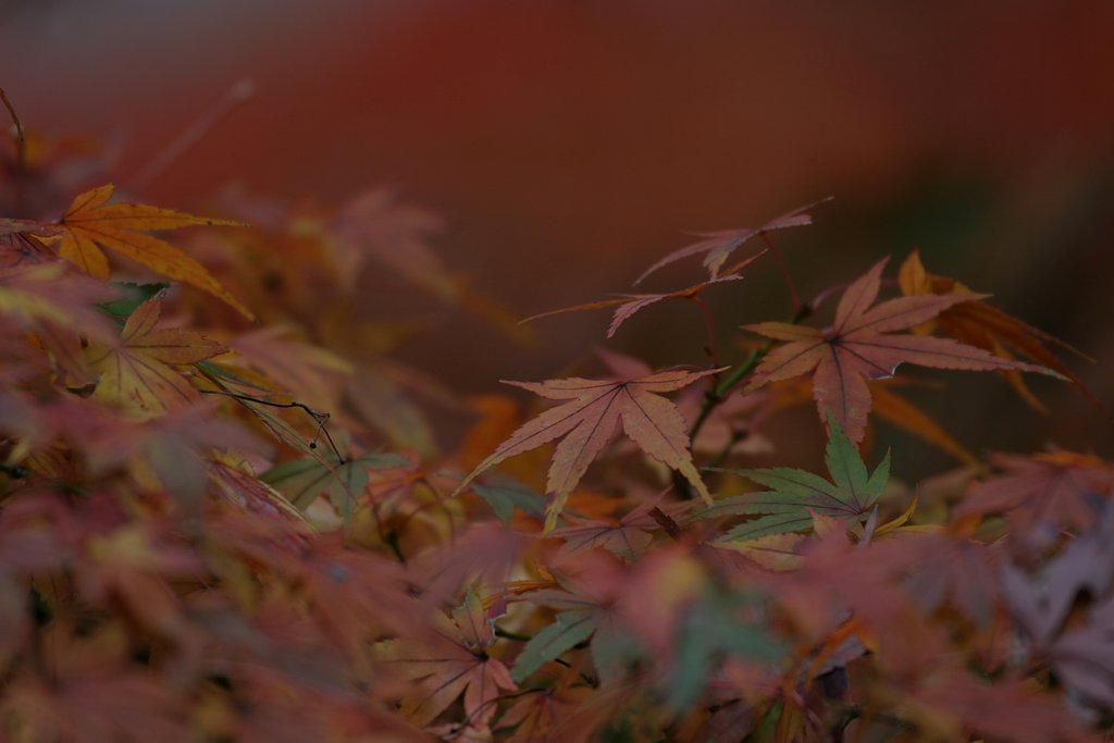 楓