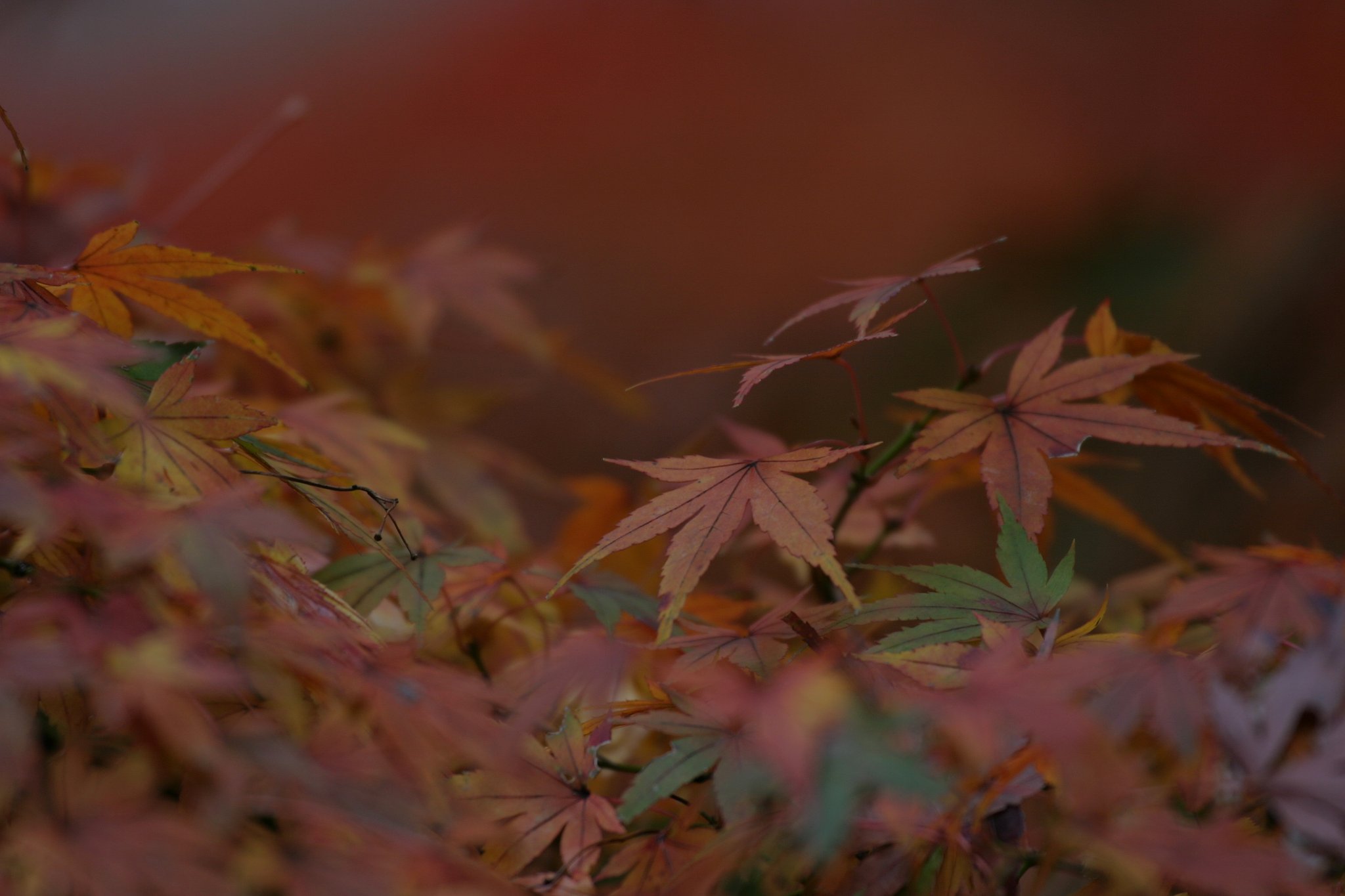 楓