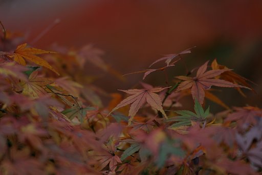 楓