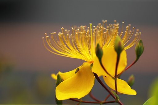 魅惑の花